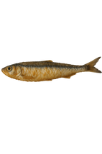 Boquerón frito